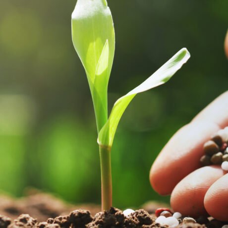 hand-of-farmer-are-pouring-chemical-fertilizers-fo-2026-03-20-03-51-23-utc (1)